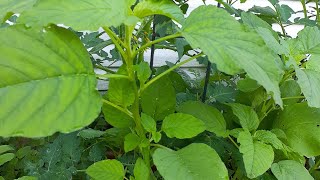 আলহামদুলিল্লাহ বাগানের জন্য চারাগুলি লাগিয়ে শেষ করলাম। আমি সবকিছু গ্রামের মতো করে থাকি।