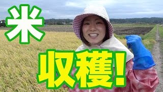 【稲刈り】鎌で収穫！大豊作、いいお米が出来そうです♫