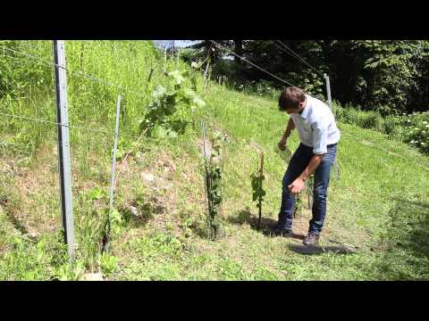 Rebschutz Rabbit standard von Witasek PflanzenSchutz GmbH