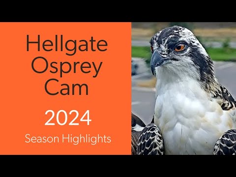 2024 Hellgate Osprey Cam Season Highlights