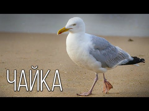 Чайка: Морская разбойница | Интересные факты про чаек