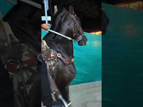 This horseman rides into San Roque’s town square and steals the show. 🐴🇨🇴