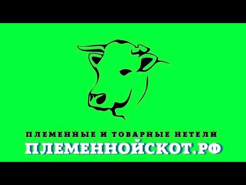 Поголовье