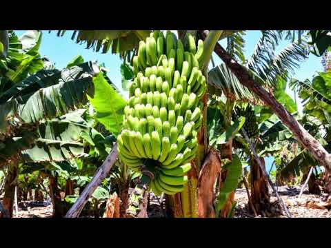 Fefa Clarinda - Mandan Mantenha Na Carta