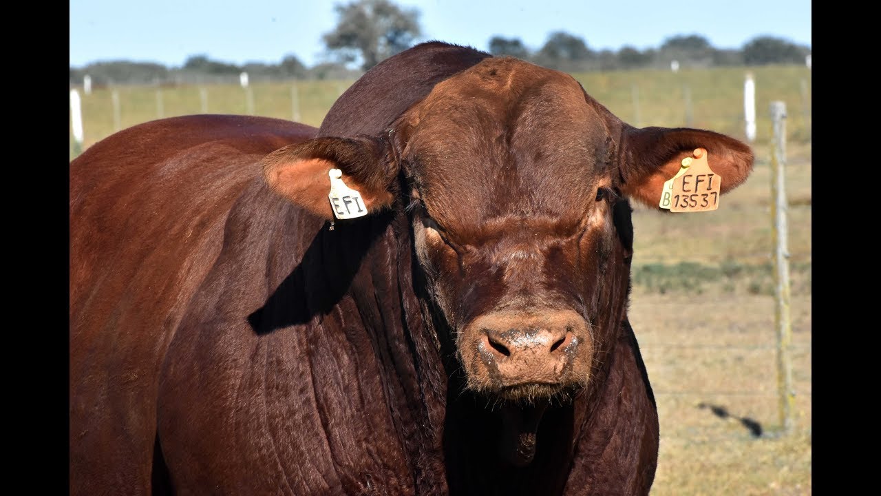 EFICAZ - BRANGUS COLORADO - SEMEX ARGENTINA