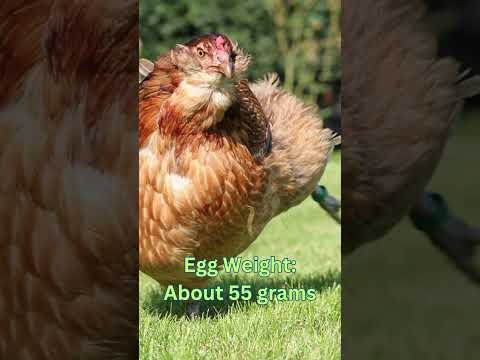 , title : 'Araucana Chickens: Size, Eggs, Lifespan, and More!'