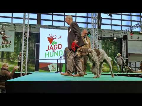 Deutsch Stichelhaar auf der Jagd und Hund 2023 Dortmund