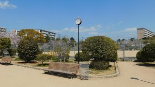 高丘西公園 桜
