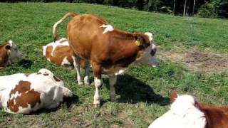 Austria Travel: A bovine encounter in Haselbach