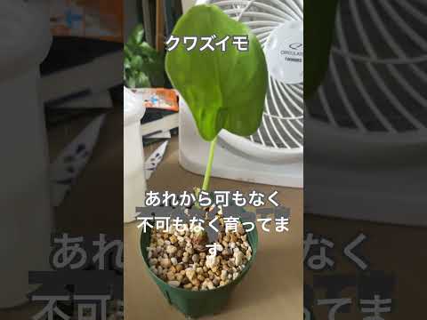クワズイモ エクステリアメンテナンス 品種 茎 ピンク ボリューム 小枝