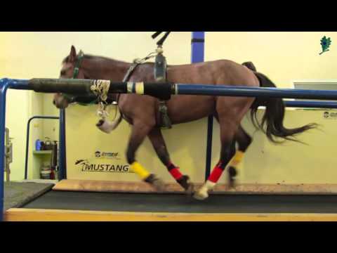 Sport per la potenza maschile Il sito ufficiale del patogeno cavallo