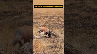 Cheetahs: The Ultimate Survival Adventure