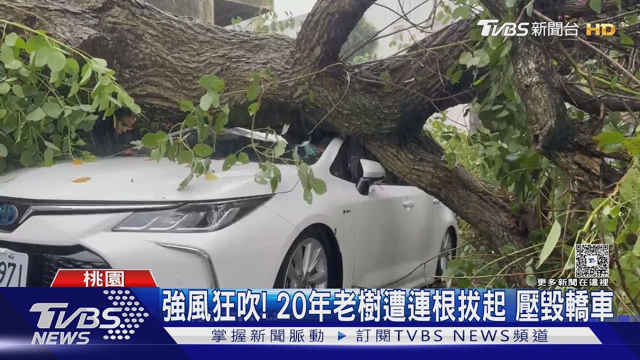 白海豚強風狂吹！路樹遭連根拔起「整棵壓轎車」車主嚇：場面好可怕