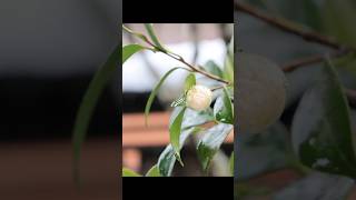 雪に覆われた盆栽棚 #盆栽 #bonsai