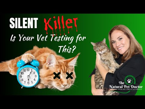 Heart Disease in Dogs and Cats | Test to Save Your Pet's Life