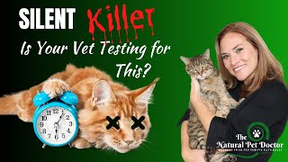 Heart Disease in Dogs and Cats | Test to Save Your Pet