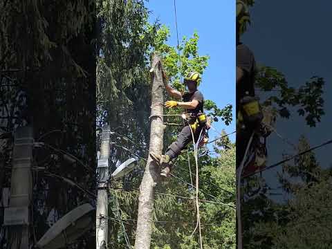 ~ Профессиональное удаление деревьев~ Удаление пней~ Измельчение веток~ Вывоз остатков~