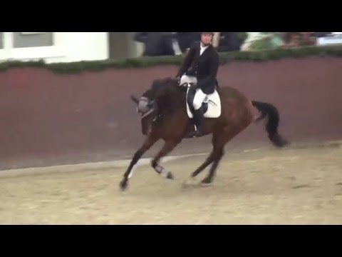 Desperados-Stedinger mare * 2011 for sale