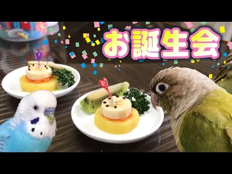 インコ2才の誕生会 ウロコインコ ごま Viralstat インコ2才の誕生会 ウロコインコ ごま Viralstat