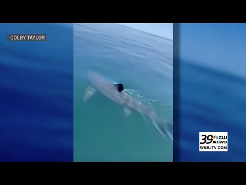 Bride’s bachelorette turns wild with massive shark sighting