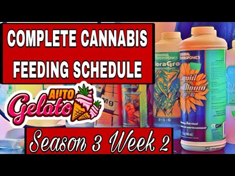 How To Feed And Water Autoflower Cannabis Plants ( FULL SCHEDULE)