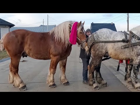 Armăsarii lui Vasile Pascaniuc de la Marginea - Bucovina 2023