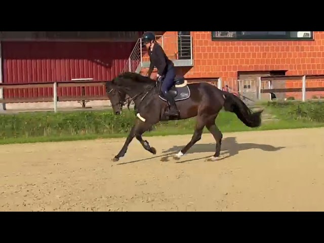 Riding movie at home Doni’s Princess TB (Don Diarado x Arpeggio).