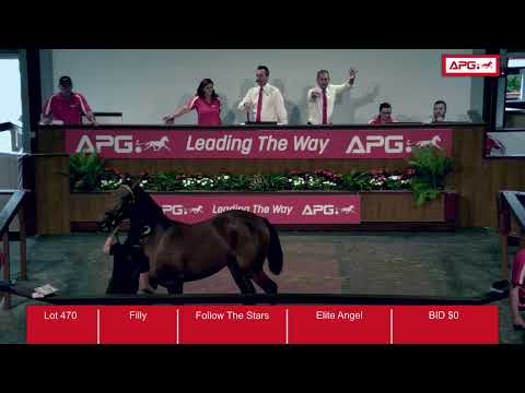 The APG 2020 Perth Yearling Sale