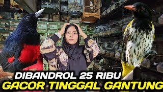 Download lagu UPDATE HARGA KEPODANG DADA MERAH, KEPODANG HUTAN, IJO MINI, SEMPUR MERAH, DLL DIKIOS PASAR PRAMUKA mp3