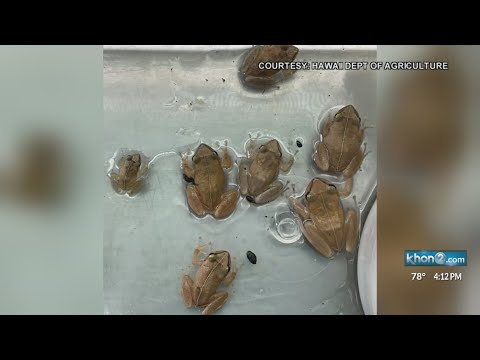 Hawaii Agriculture Dept. eradicating coqui frog infestation in Waimanalo