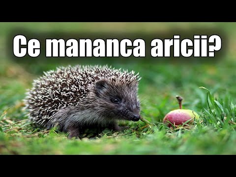 Ce mananca aricii?