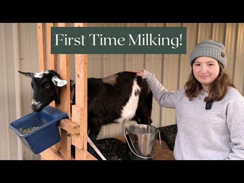 Melken lernen: Taylors erstes Melkabenteuer mit ihrer Ziege