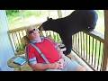 When Animal Gets Up Close Humans In The Funniest Ways Funny Animal Videos 2025