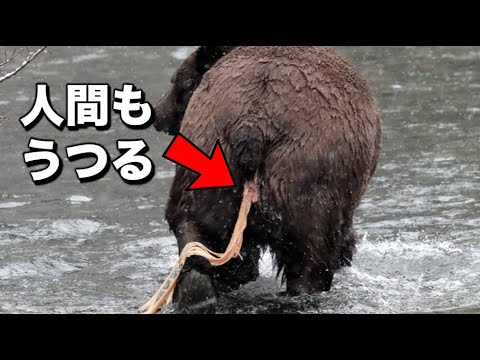 血を食べる動物 -