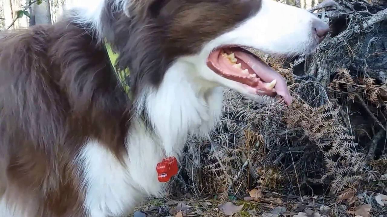 Watch TRIXIE zawieszka świecąca dla psa now TRIXIE zawieszka świecąca dla psa