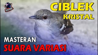 Download lagu CIBLEK KRISTAL GACOR | SUARA VARIASI Cocok Untuk PANCINGAN dan MASTERAN BURUNG mp3 Download lagu CIBLEK KRISTAL GACOR | SUARA VARIASI Cocok Untuk PANCINGAN dan MASTERAN BURUNG mp3