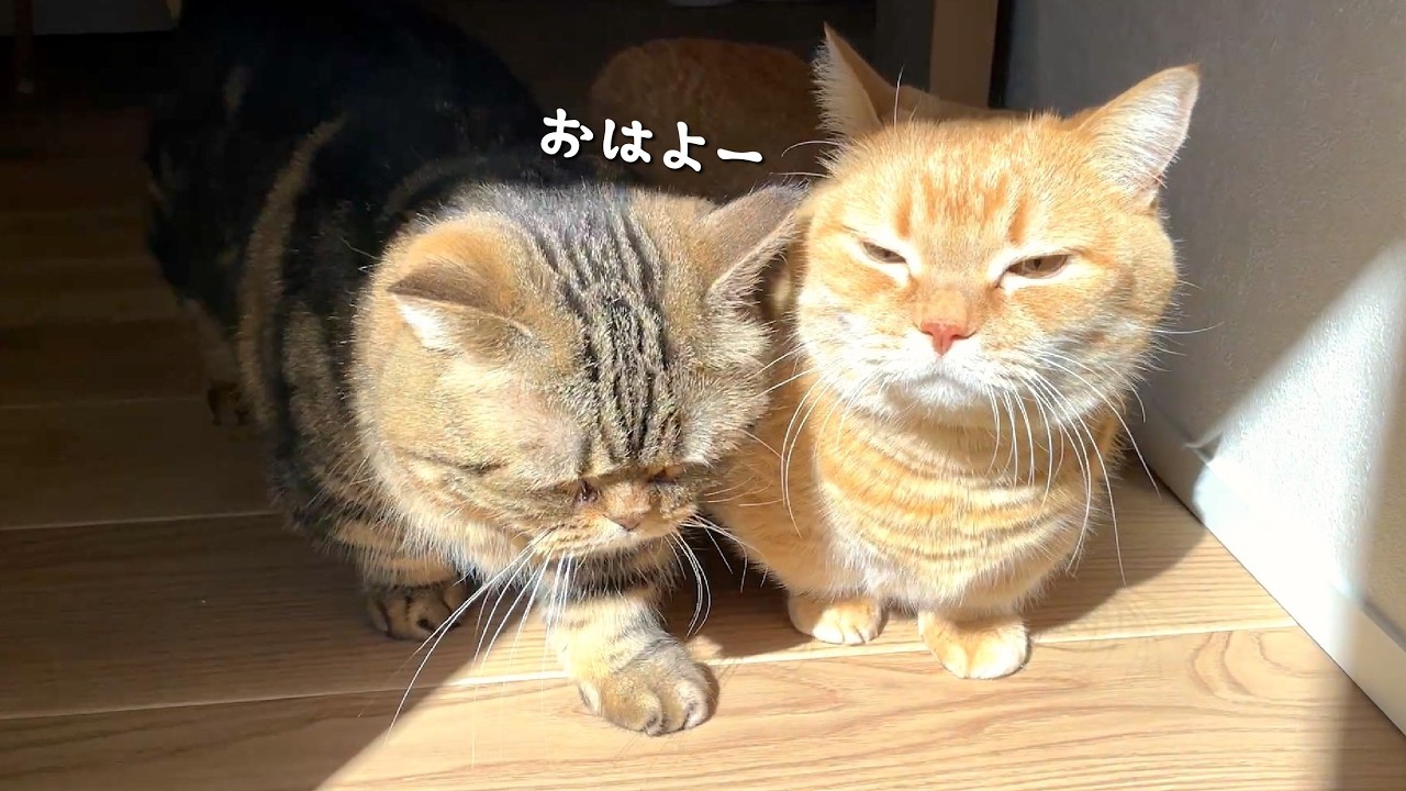 日光に吸い込まれていく似たもの兄弟猫が可愛すぎる…！