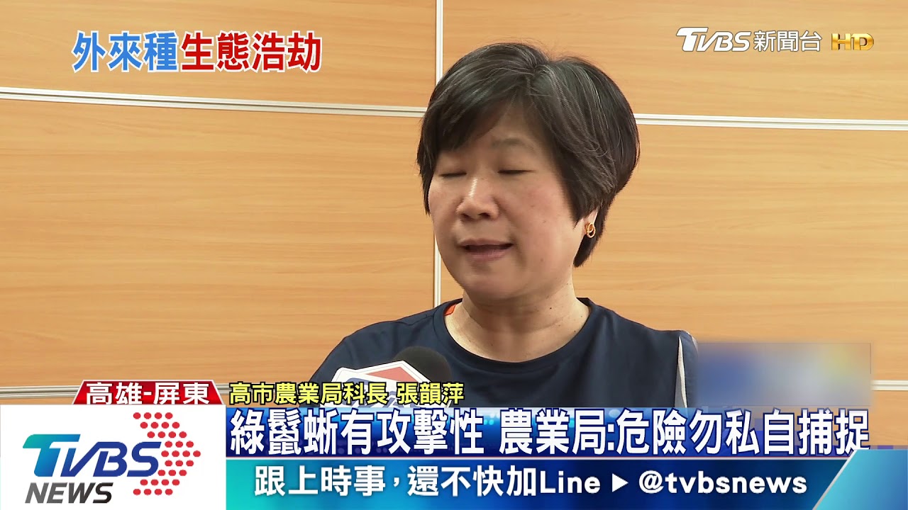 「哥吉拉」集體曬太陽? 高屏綠鬣蜥氾濫