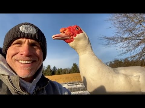 Meet Poncho, the Rescue Duck That Loves Kisses!