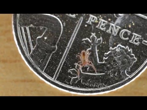 Chthonius ischnocheles (pseudoscorpion) on a 5p