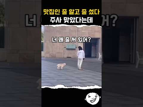맛집인 줄 알고 줄 섰다 주사 맞았다는데 #웃긴 #강아지 #유머