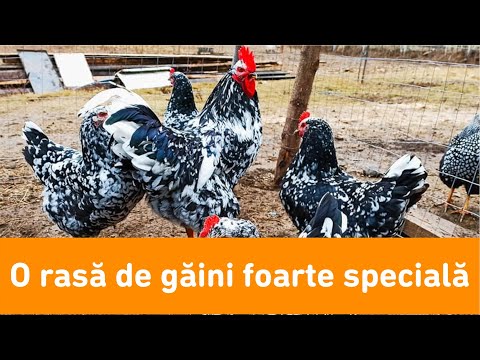 , title : 'Pita Pinta Asturiana iarna la -15°C, găini pe cale de dispariție! #viațalațară'
