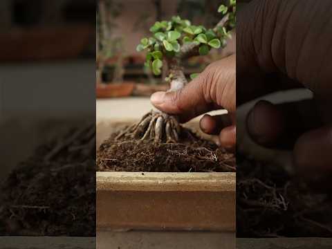 4 year old Dwarf Jade bonsai repotting (Portulacaria Afra bonsai)