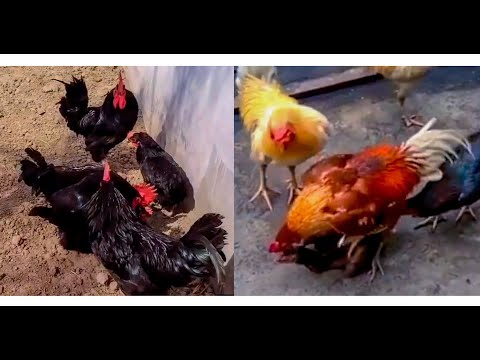 Groups of roosters mating hens best compilation 2023