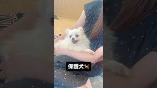 保護犬🐕