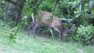 Les cerfs, la laie et le chat forestier