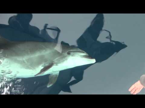 Best Bottlenose whale watch in Dana Point stunning