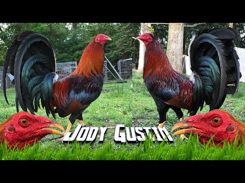 Beautiful Jody Gustin Farm Visit