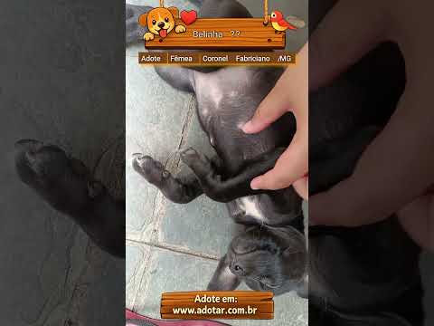 Vídeo de Belinha??