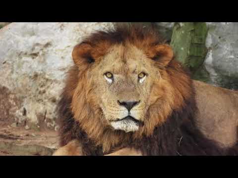 https://img.youtube.com/vi/r5-WbBJBkSo/0.jpg